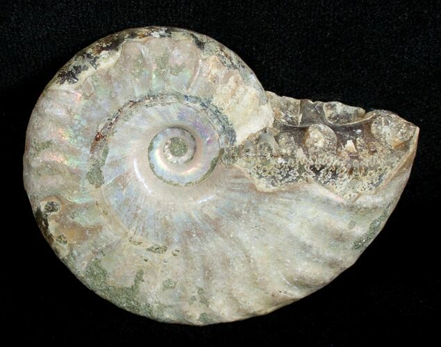 Inch Silver Iridescent Ammonite From Madagascar #3672